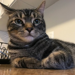 Fundraising Page: Archie & Izzy PAC Alum